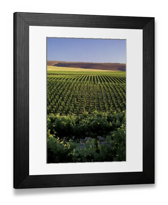 Framed Print : North America, USA, OR, Umatilla County, Seven Hills Vineyard overall vineyard with wheat