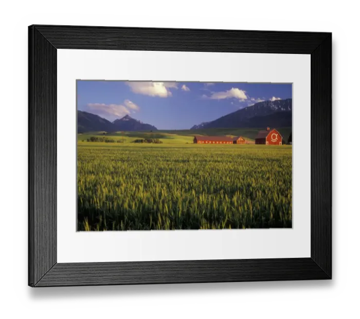 Framed Print : Wheat field in the Wallowa Valley, Just outside of Joseph, Wallowa County, OR, USA. NR Framed Print : Wheat field in the Wallowa Valley, Just outside of Joseph, Wallowa County, OR, USA. NR