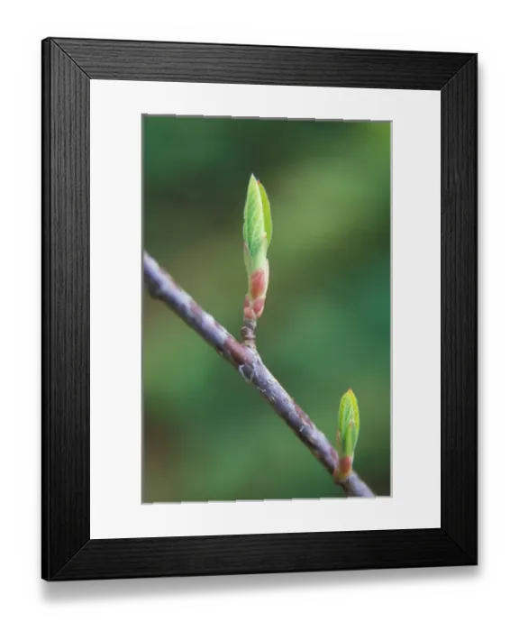 Framed Print : Leaf detail as springtime comes in the Columbia River Gorge National Scenic Area, OR, USA