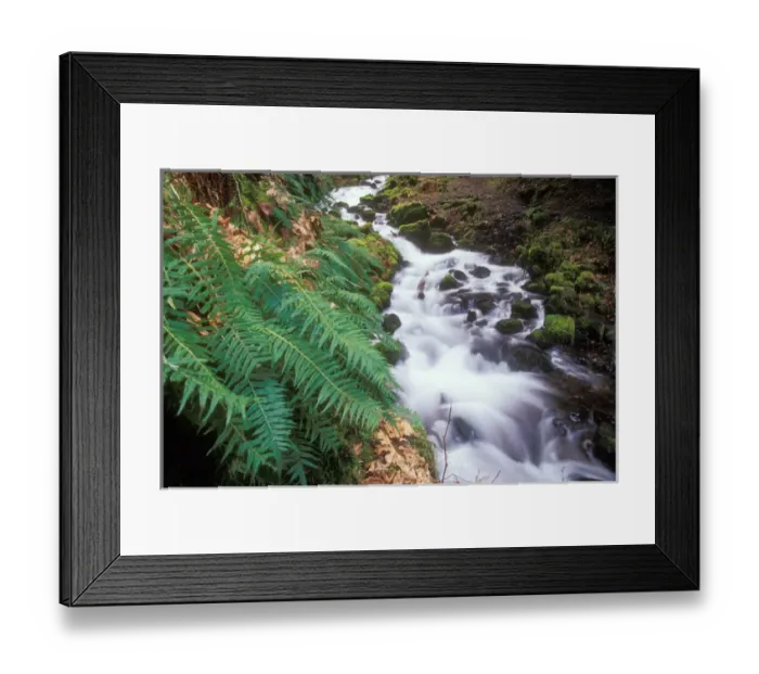Framed Print : Falls and ferns along Wahkeena Creek in the Columbia River Gorge National Scenic Area Framed Print : Falls and ferns along Wahkeena Creek in the Columbia River Gorge National Scenic Area