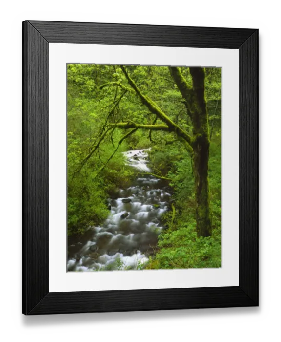 Framed Print : USA, Oregon, Columbia River Gorge National Scenic Area, Mt. Hood National Forest