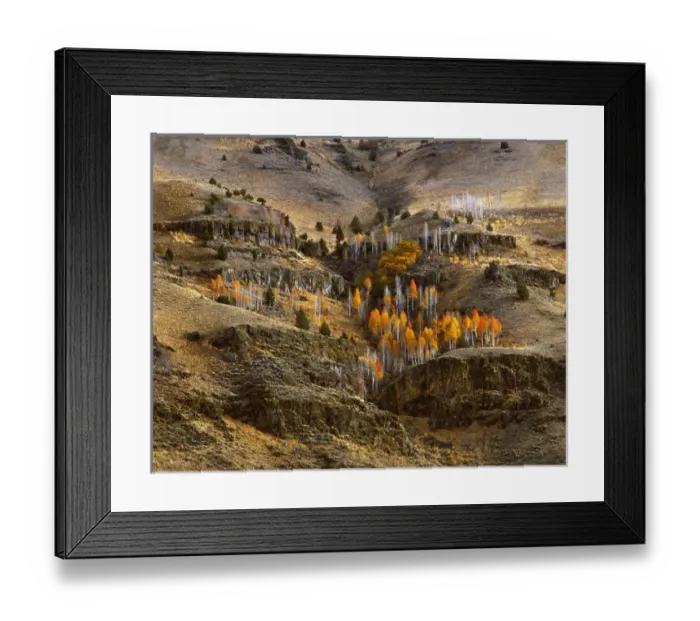 Framed Print : USA, Oregon, Hart Mountain National Antelope Refuge, Lake County, Fall-colored aspens Framed Print : USA, Oregon, Hart Mountain National Antelope Refuge, Lake County, Fall-colored aspens