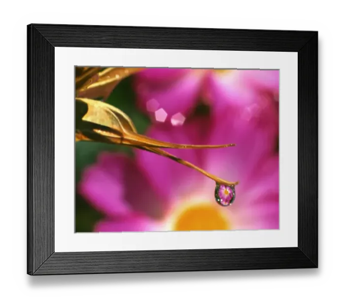 Framed Print : USA, Oregon, Close-up of cosmos flower reflecting in dewdrop on end of seed pod. Credit as Framed Print : USA, Oregon, Close-up of cosmos flower reflecting in dewdrop on end of seed pod. Credit as
