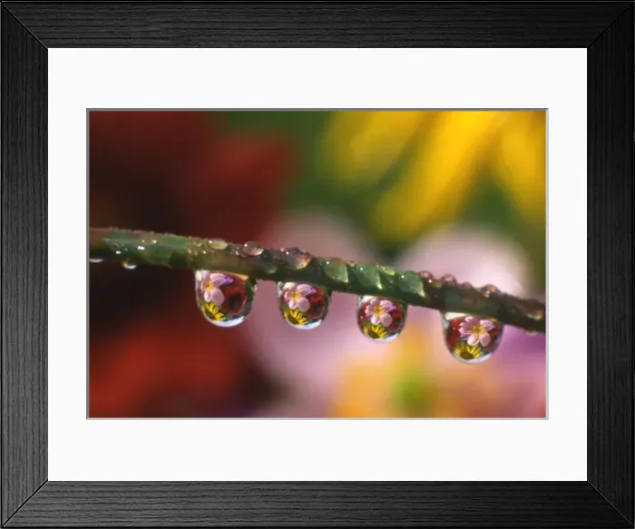 Framed Print : USA, Oregon, Close-up of cosmos and sunflowers reflecting in dewdrops clinging to blade of grass Framed Print : USA, Oregon, Close-up of cosmos and sunflowers reflecting in dewdrops clinging to blade of grass