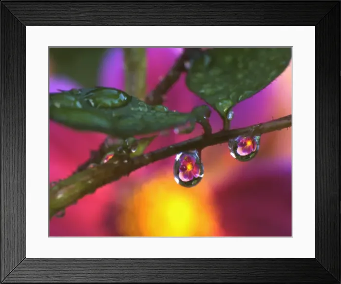 Framed Print : USA, Oregon, Close-up of cosmos reflecting in dewdrop hanging from rose stem. Credit as