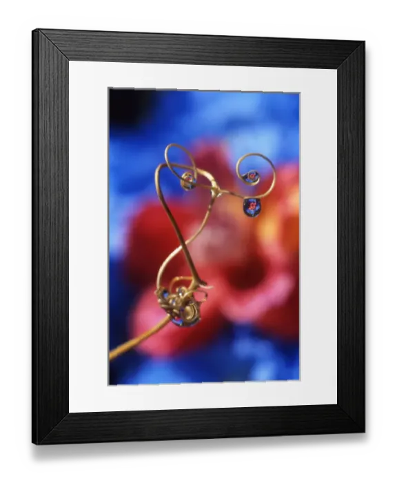 Framed Print : USA, Oregon, Dewdrops on sweet pea tendril reflect flowers. Credit as: Steve Terrill Framed Print : USA, Oregon, Dewdrops on sweet pea tendril reflect flowers. Credit as: Steve Terrill