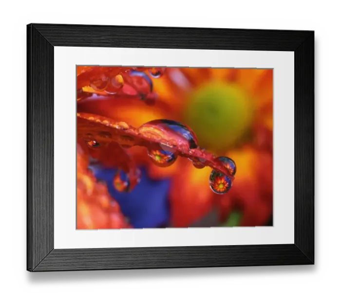 Framed Print : USA, Oregon, Close-up of chrysanthemum reflecting in dewdrops on end of petal. Credit as Framed Print : USA, Oregon, Close-up of chrysanthemum reflecting in dewdrops on end of petal. Credit as