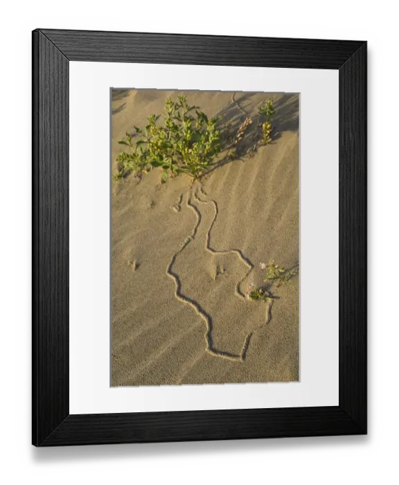 Framed Print : USA, Oregon. Beetle tracks and flowers growing in coastal sand. Credit as: Nancy