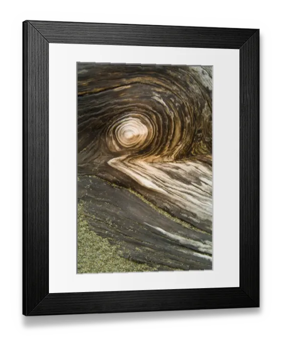 Framed Print : USA, Oregon. Stump pattern on beach. Credit as: Nancy Rotenberg / Jaynes Gallery / Danita Delimont Framed Print : USA, Oregon. Stump pattern on beach. Credit as: Nancy Rotenberg / Jaynes Gallery / Danita Delimont