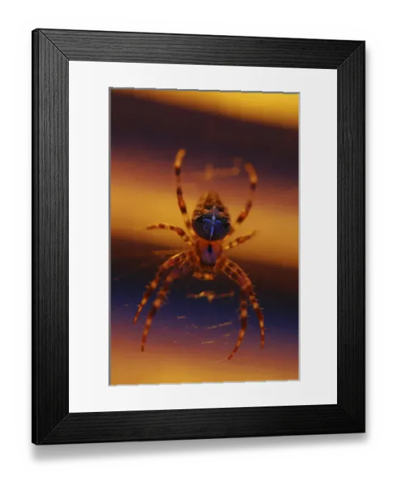 Framed Print : USA, Oregon, Portland. Common garden spider illuminated under porch light. Credit as Framed Print : USA, Oregon, Portland. Common garden spider illuminated under porch light. Credit as