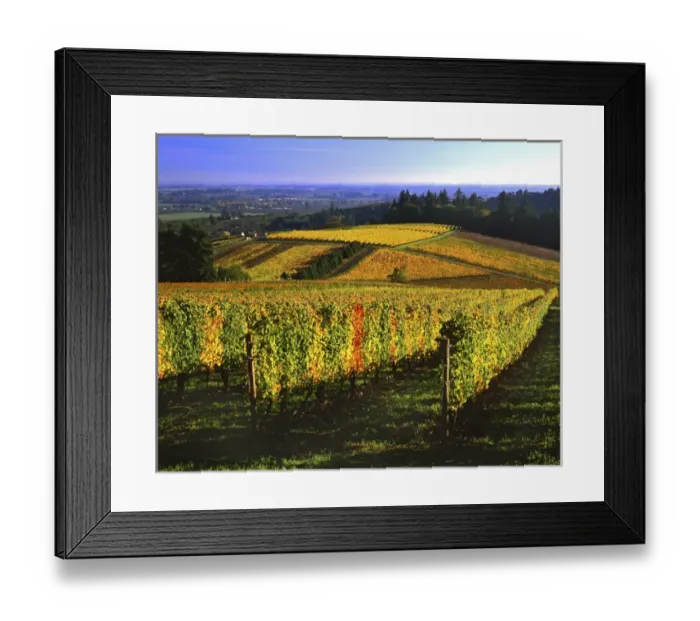 Framed Print : USA, Oregon, Willamette Valley. Autumn vineyards on the Red Hills. Credit as: Steve