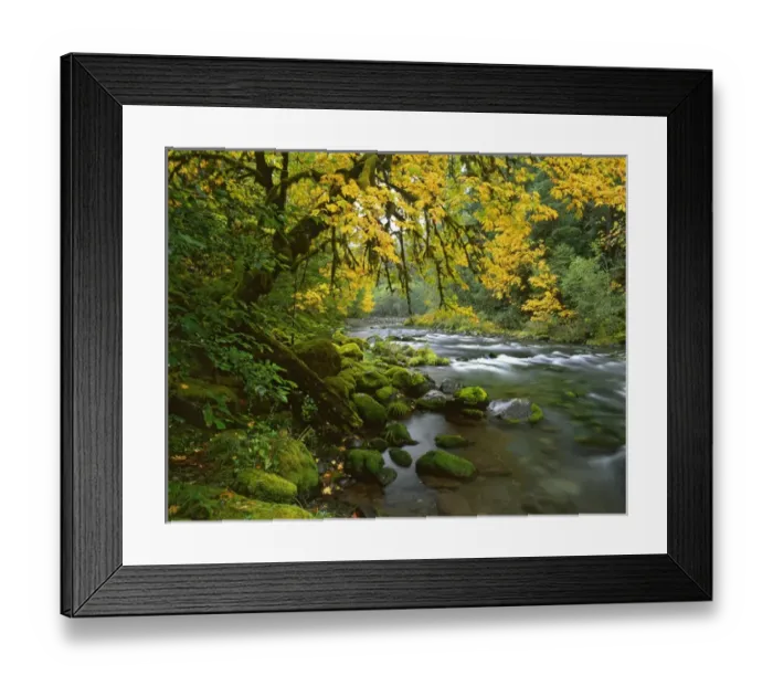 Framed Print : USA, Oregon, Willamette Valley. Bigleaf maple trees along McKenzie River. Credit as Framed Print : USA, Oregon, Willamette Valley. Bigleaf maple trees along McKenzie River. Credit as