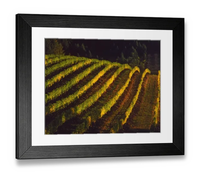 Framed Print : USA, Oregon, Willamette Valley. Evening light on rows of pinot noir grapes in vineyard Framed Print : USA, Oregon, Willamette Valley. Evening light on rows of pinot noir grapes in vineyard