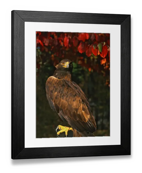 Framed Print : USA, Oregon. Portrait of red-tailed hawk. Credit as: Steve Terrill  /  Jaynes Gallery