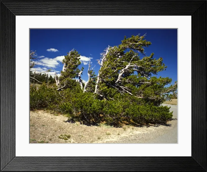 Framed Print : USA, Oregon, Bristlecone Pine in Crater Lake National Park Framed Print : USA, Oregon, Bristlecone Pine in Crater Lake National Park