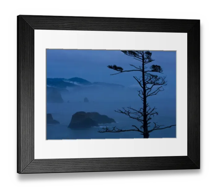 Framed Print : USA, Oregon, Bandon Beach, Ecola State Park. Pine tree silhouetted against misty
