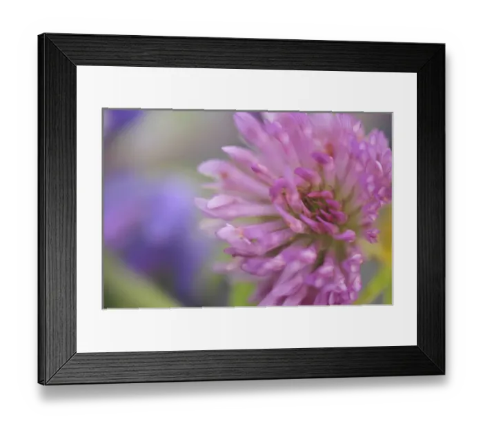 Framed Print : USA, Oregon, Portland. Close-up of pink clover bloom. Credit as: Steve Terrill / Framed Print : USA, Oregon, Portland. Close-up of pink clover bloom. Credit as: Steve Terrill /