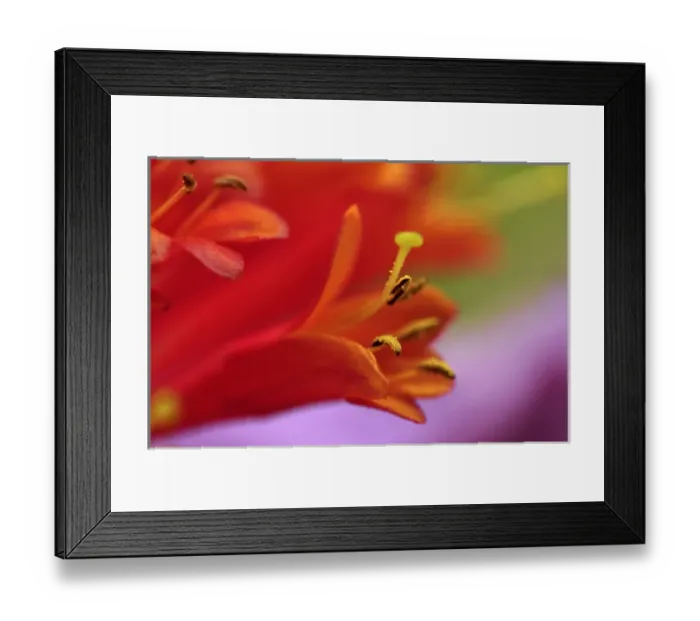 Framed Print : USA, Oregon, Portland. Coral honeysuckle flowers close-up. Credit as: Steve Terrill Framed Print : USA, Oregon, Portland. Coral honeysuckle flowers close-up. Credit as: Steve Terrill