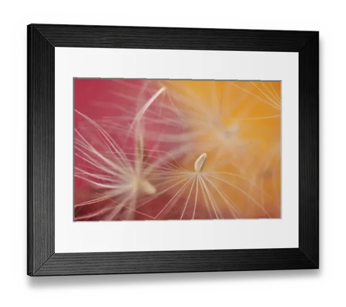Framed Print : USA, Oregon, Portland. Close-up of salsify seed head. Credit as: Steve Terrill / Framed Print : USA, Oregon, Portland. Close-up of salsify seed head. Credit as: Steve Terrill /
