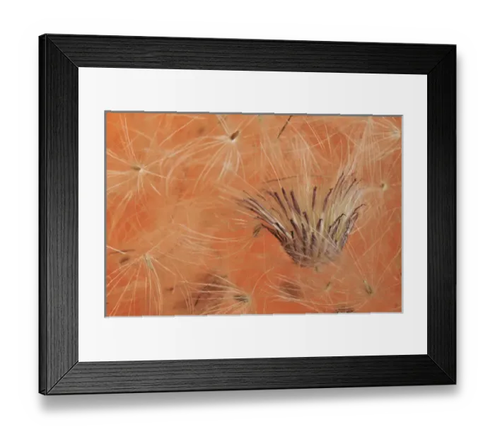 Framed Print : USA, Oregon, Portland. Close-up of salsify seed head. Credit as: Steve Terrill  / 
