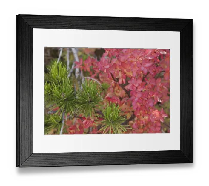 Framed Print : USA, Oregon. Close-up of huckleberry bush leaves and pine needles. Credit as: Don Framed Print : USA, Oregon. Close-up of huckleberry bush leaves and pine needles. Credit as: Don