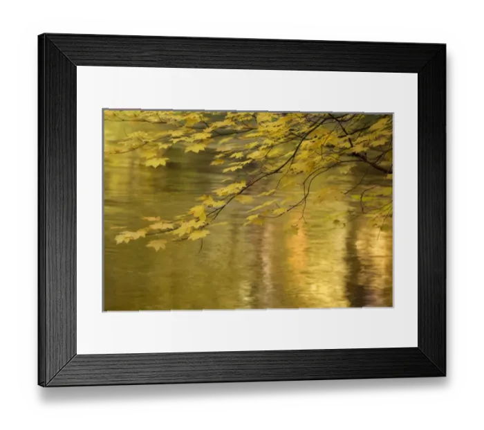 Framed Print : USA, Oregon, Rogue River National Forest. Vine maple branch over golden water of Rogue River Framed Print : USA, Oregon, Rogue River National Forest. Vine maple branch over golden water of Rogue River