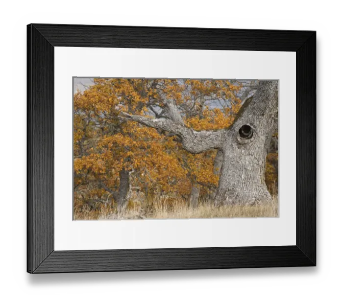 Framed Print : USA, Oregon, Mosier. Old oak tree with large knot hole. Credit as: Don Paulson / Framed Print : USA, Oregon, Mosier. Old oak tree with large knot hole. Credit as: Don Paulson /