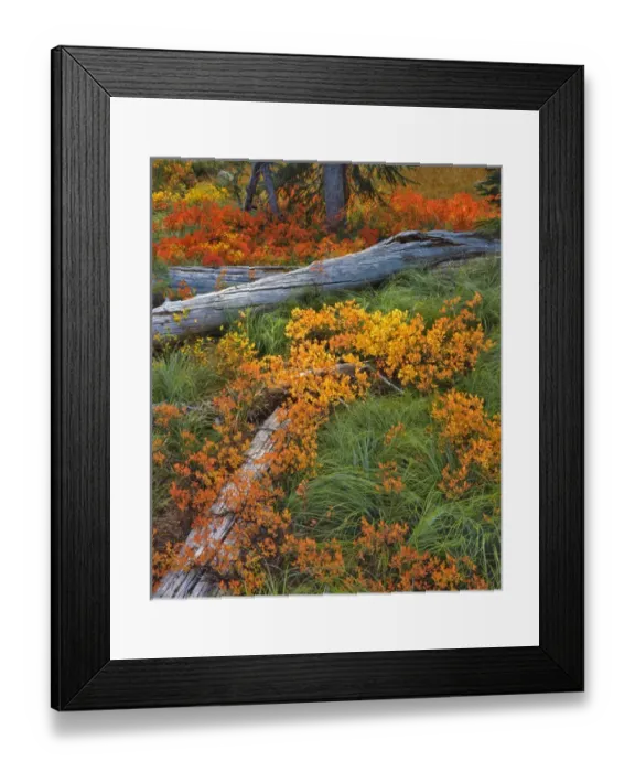 Framed Print : USA, Oregon, Willamette National Forest. Colorful scenic of wild huckleberry, beargrass Framed Print : USA, Oregon, Willamette National Forest. Colorful scenic of wild huckleberry, beargrass