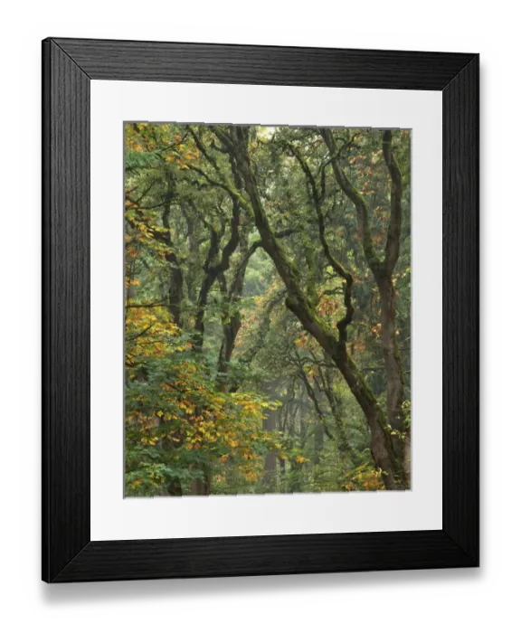 Framed Print : USA, Oregon, Champoeg State Park. Autumn scenic of forest trees. Credit as: Steve