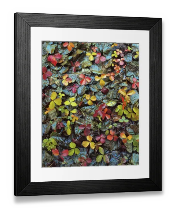 Framed Print : USA, Oregon, Mt Hood National Forest. Fallen wild strawberry and alder leaves. Credit as Framed Print : USA, Oregon, Mt Hood National Forest. Fallen wild strawberry and alder leaves. Credit as