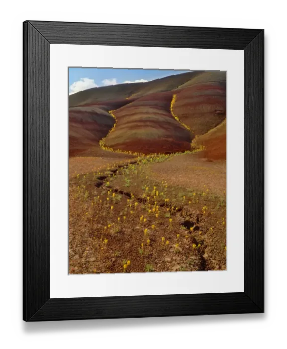 Framed Print : USA, Oregon, Painted Hills in John Day Fossil Beds National Monument. Yellow bee