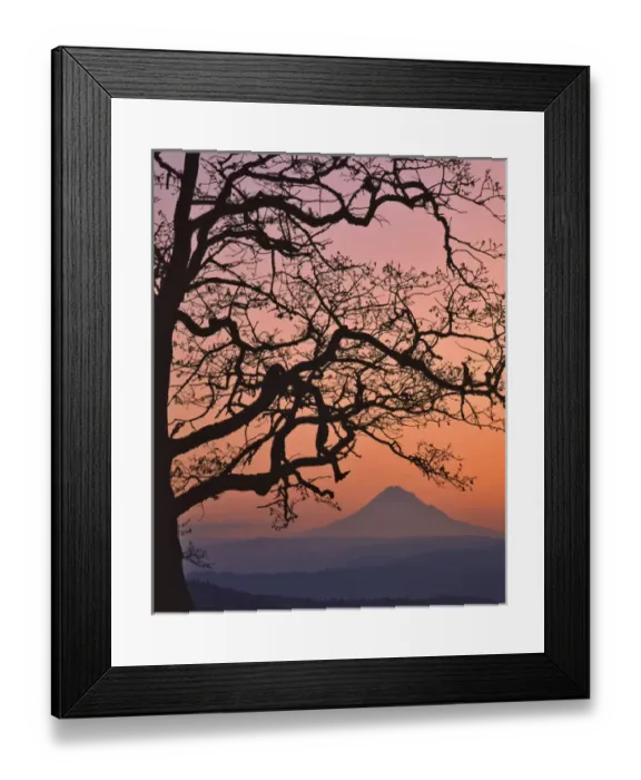 Framed Print : USA, Oregon, Columbia River Gorge National Scenic Area. Mt Hood framed by oak tree