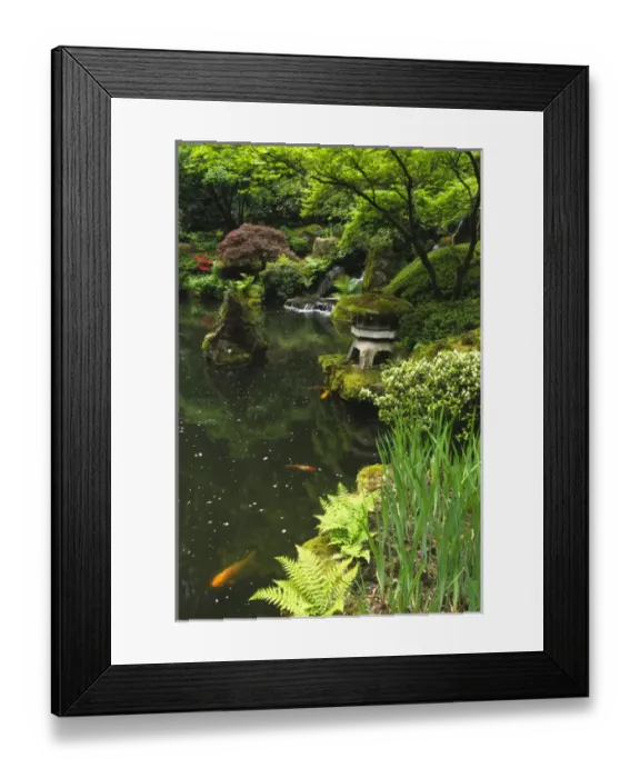 Framed Print : USA, Oregon, Portland. Golden koi (carp) swim below Heavenly Falls in the lower pond Framed Print : USA, Oregon, Portland. Golden koi (carp) swim below Heavenly Falls in the lower pond