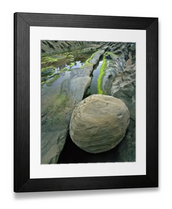 Framed Print : USA, Oregon, Shore Acres State Park. Close-up of smooth sandstone boulder. Credit as Framed Print : USA, Oregon, Shore Acres State Park. Close-up of smooth sandstone boulder. Credit as