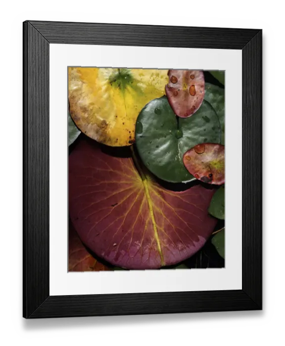 Framed Print : USA, Oregon, Oregon Dunes National Recreation Area, Yellow Pond-Lily and Water Shield