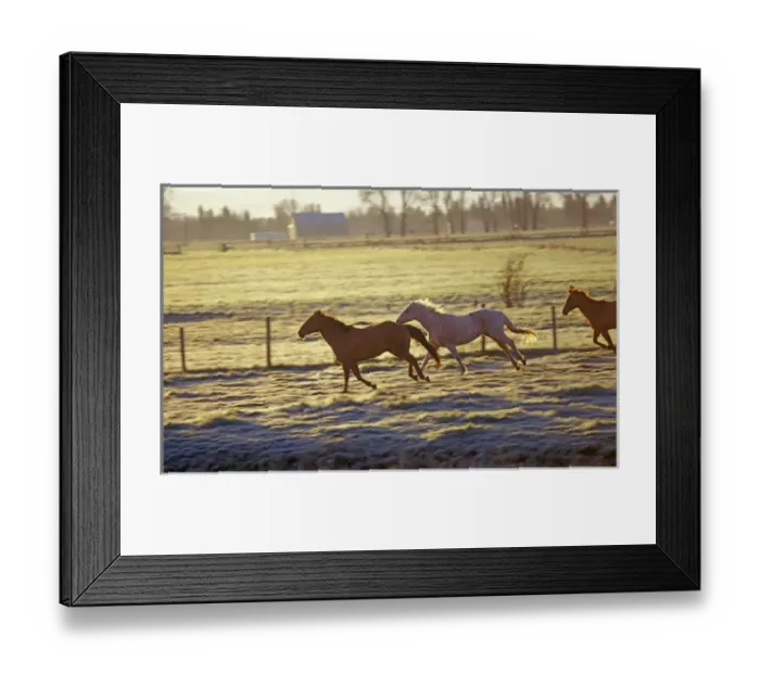Framed Print : Horses running pasture at sunrise in the Wallowa Valley in Oregon