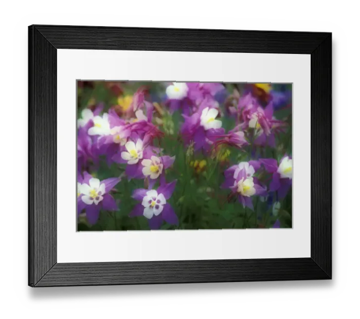 Framed Print : NA, USA, Oregon, Salem Columbine in- and out-of-focus in a garden