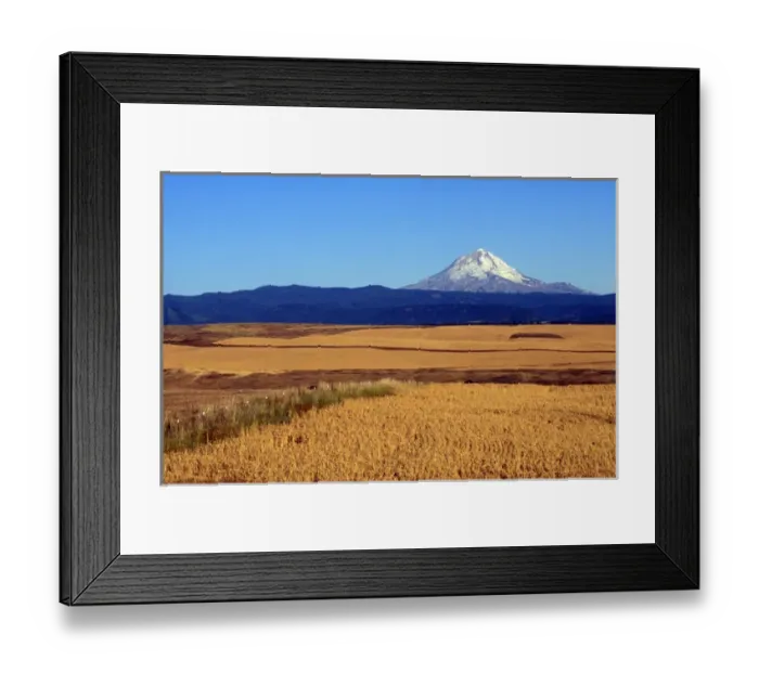 Framed Print : Wheat fields with Mt. Hood in background, Oregon