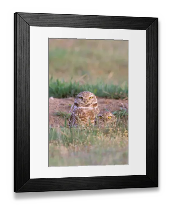 Framed Print : North America, USA, Oregon. Burrowing Owls