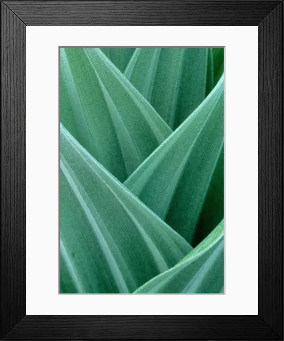 Framed Print : USA, Oregon, False Hellebore Framed Print : USA, Oregon, False Hellebore