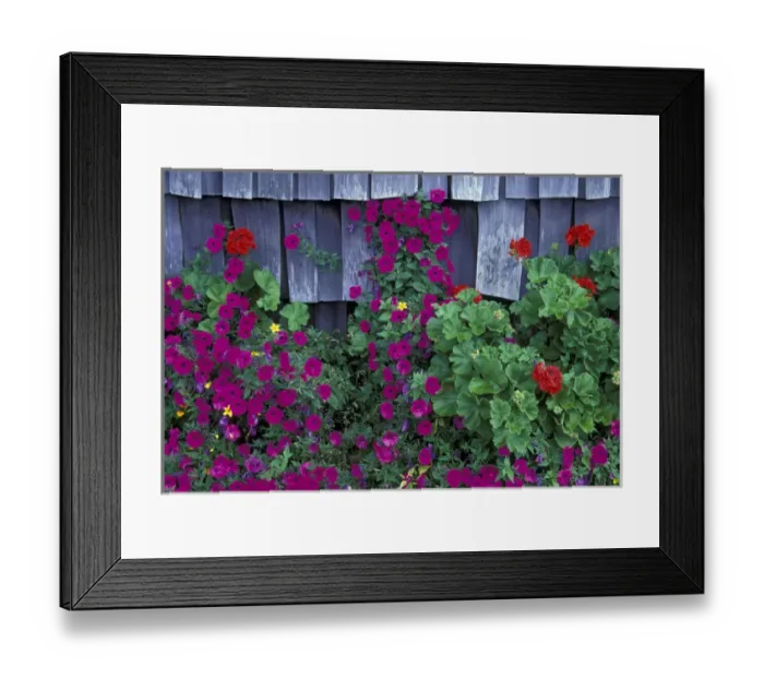 Framed Print : NA, USA, Oregon, Canon Beach Purple wave petunia and shack siding Framed Print : NA, USA, Oregon, Canon Beach Purple wave petunia and shack siding