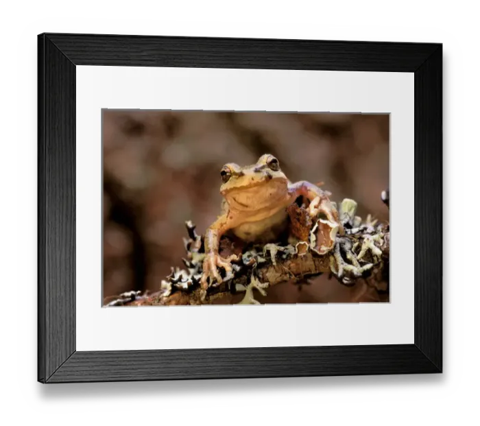 Framed Print : North America, USA, Oregon, Umatilla National Forest. Pacific Tree Frog (Pseudacris Framed Print : North America, USA, Oregon, Umatilla National Forest. Pacific Tree Frog (Pseudacris