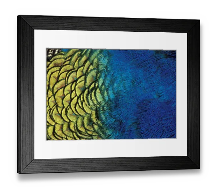 Framed Print : NA, USA, Oregon, Ashland Peacock feather pattern Framed Print : NA, USA, Oregon, Ashland Peacock feather pattern
