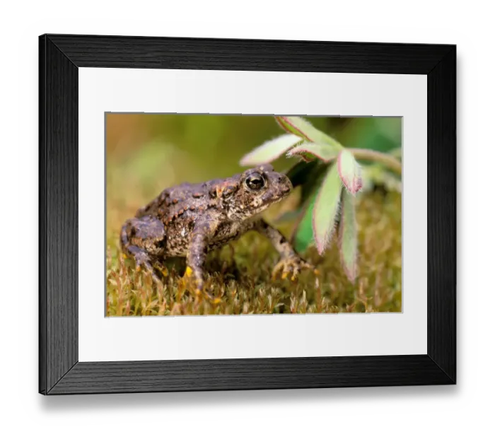 Framed Print : North America, USA, Oregon, Umatilla National Forest. Pacific Tree Frog (Pseudacris Framed Print : North America, USA, Oregon, Umatilla National Forest. Pacific Tree Frog (Pseudacris