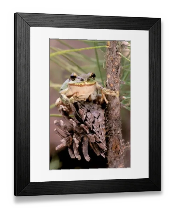 Framed Print : North America, USA, Oregon, Umatilla National Forest. Pacific Tree Frog (Pseudacris Framed Print : North America, USA, Oregon, Umatilla National Forest. Pacific Tree Frog (Pseudacris