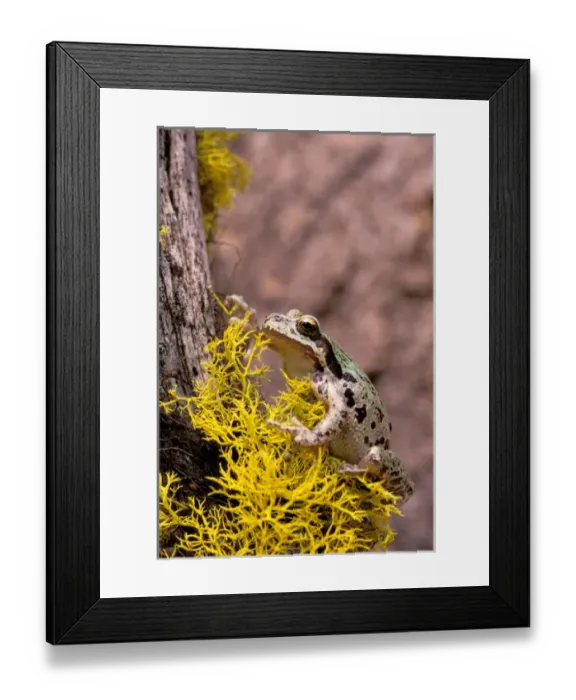 Framed Print : North America, USA, Oregon, Umatilla National Forest. Pacific Tree Frog (Pseudacris Framed Print : North America, USA, Oregon, Umatilla National Forest. Pacific Tree Frog (Pseudacris