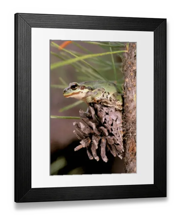 Framed Print : North America, USA, Oregon, Umatilla National Forest. Pacific Tree Frog (Pseudacris Framed Print : North America, USA, Oregon, Umatilla National Forest. Pacific Tree Frog (Pseudacris