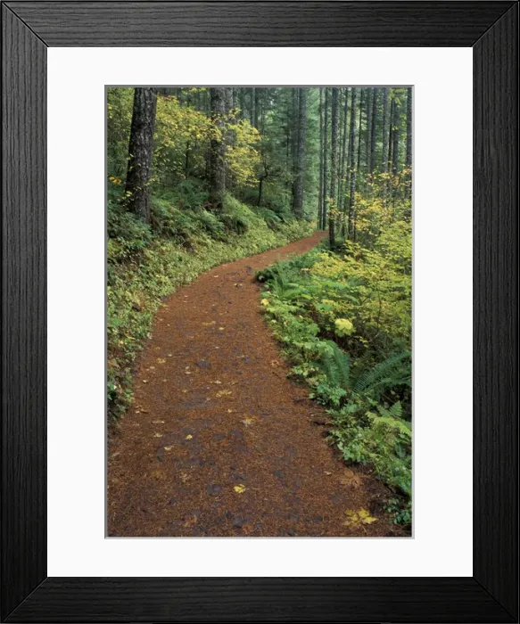 Framed Print : NA, USA, Oregon, Columbia Gorge Path along Eagle Creek Framed Print : NA, USA, Oregon, Columbia Gorge Path along Eagle Creek