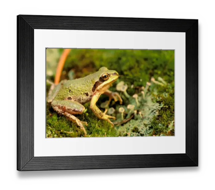 Framed Print : North America, USA, Oregon. Pacific Tree Frog Framed Print : North America, USA, Oregon. Pacific Tree Frog