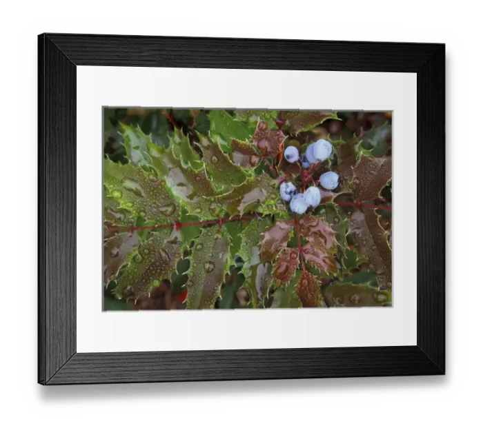 Framed Print : NA, USA, Oregon, Portland Organ grape and rain drops Framed Print : NA, USA, Oregon, Portland Organ grape and rain drops